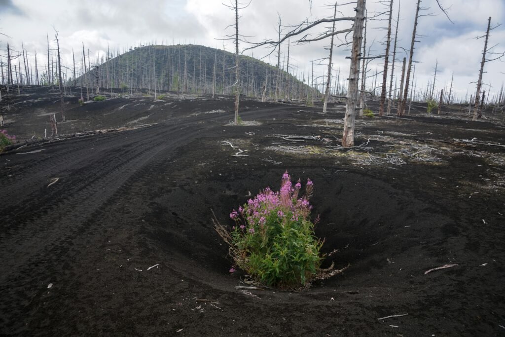 Does Hair Grow Back After Falling Out From Roots?