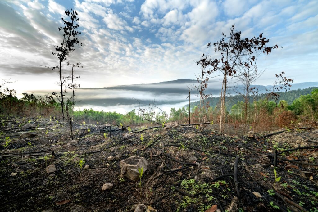 How To Regrow Lost Hair In Females?
