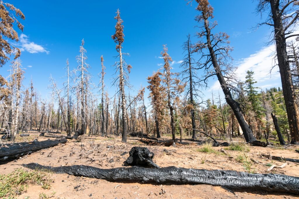 How To Regrow Lost Hair In Females?