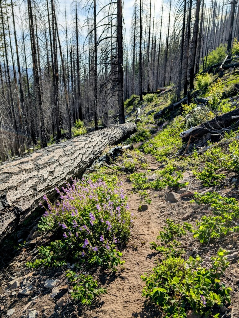 Will Baldness Be Cured By 2030 Male?